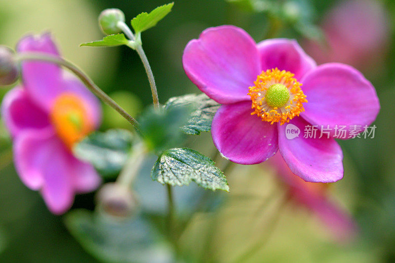 银莲花/日本银莲花花